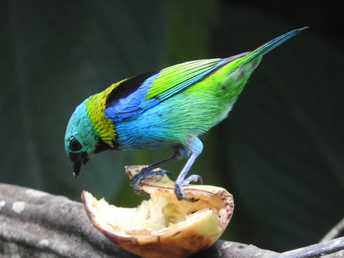 Green-headed Tanager - ML77307621