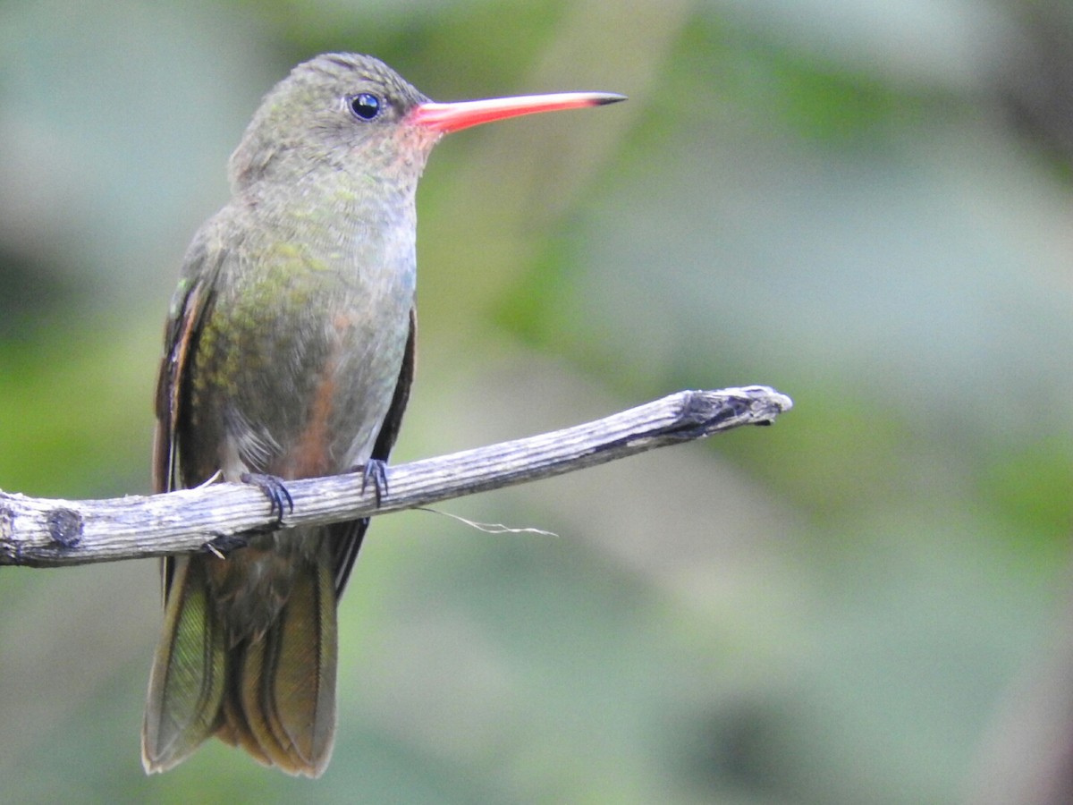 Gilded Hummingbird - Enrique Chiurla