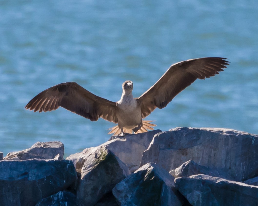 Red-footed Booby - ML77308411