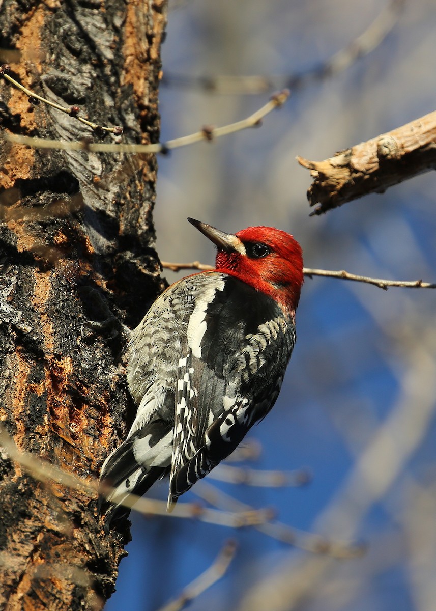 Red-breasted Sapsucker - Tim Lenz