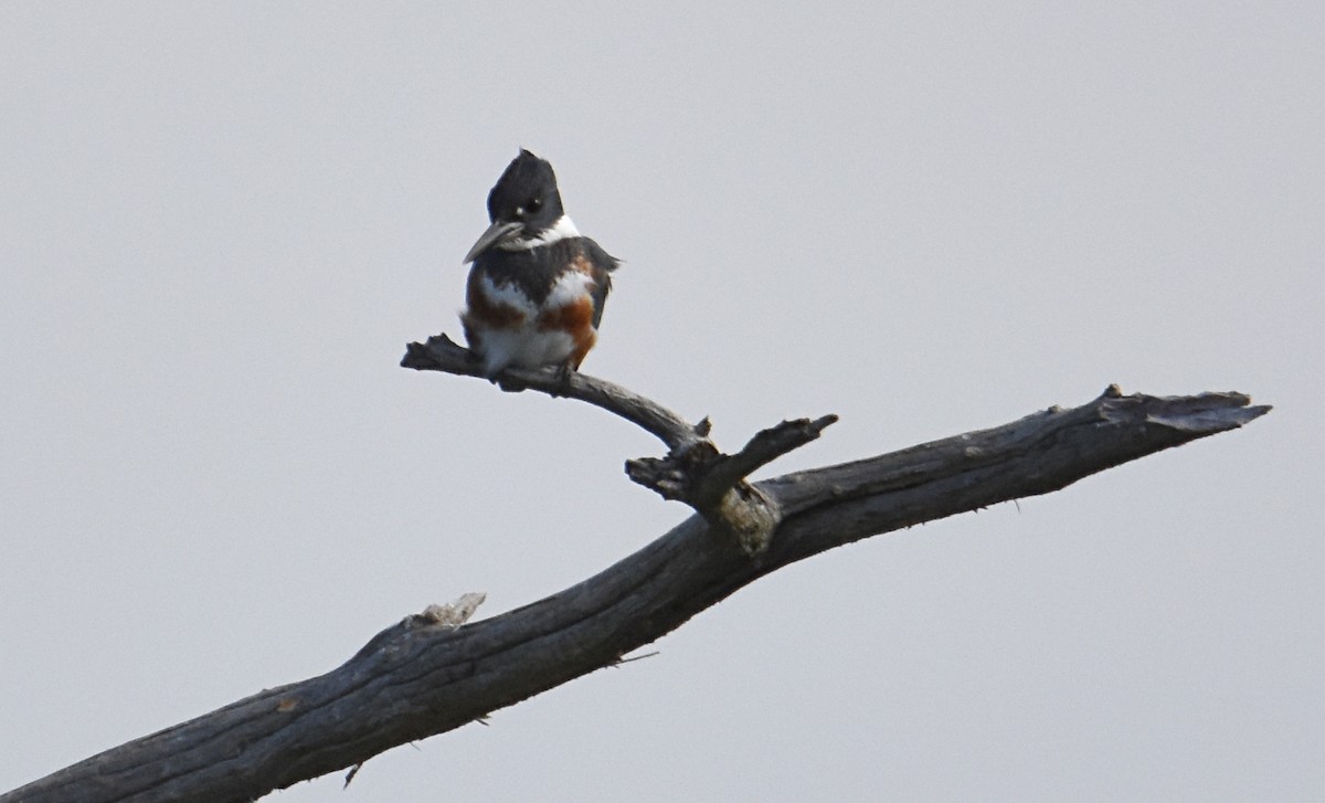 Belted Kingfisher - ML77313671