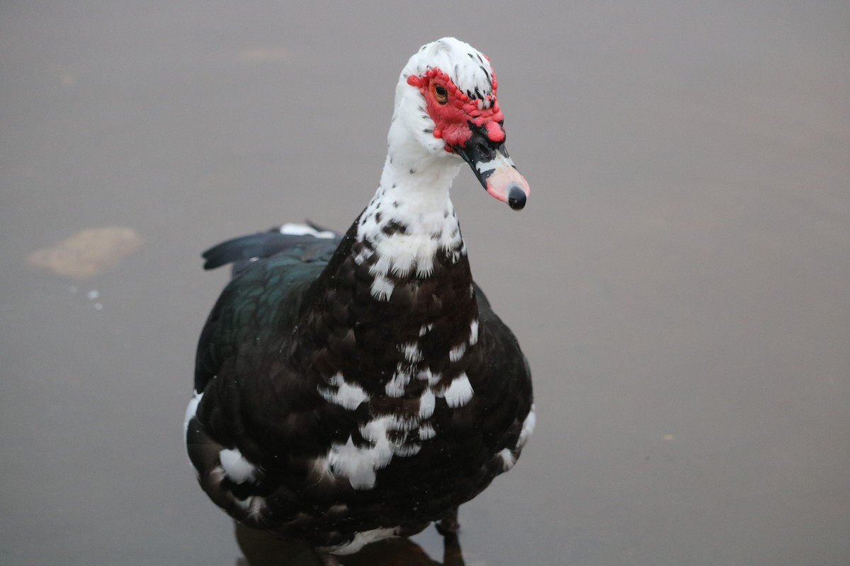 Muscovy Duck (Domestic type) - ML77317881