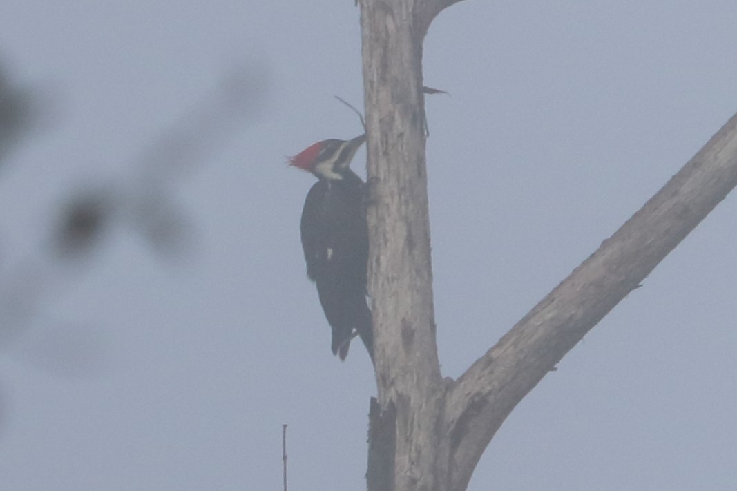 Pileated Woodpecker - Alta Tanner
