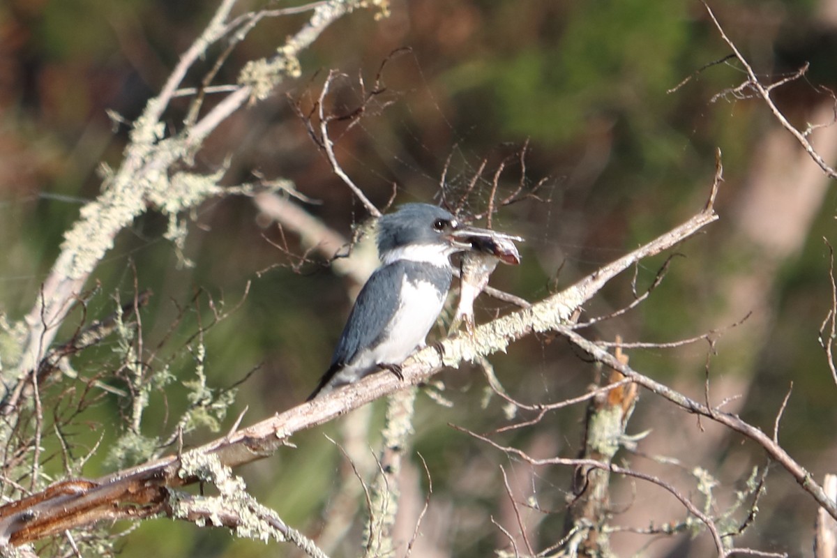 Belted Kingfisher - ML77319701
