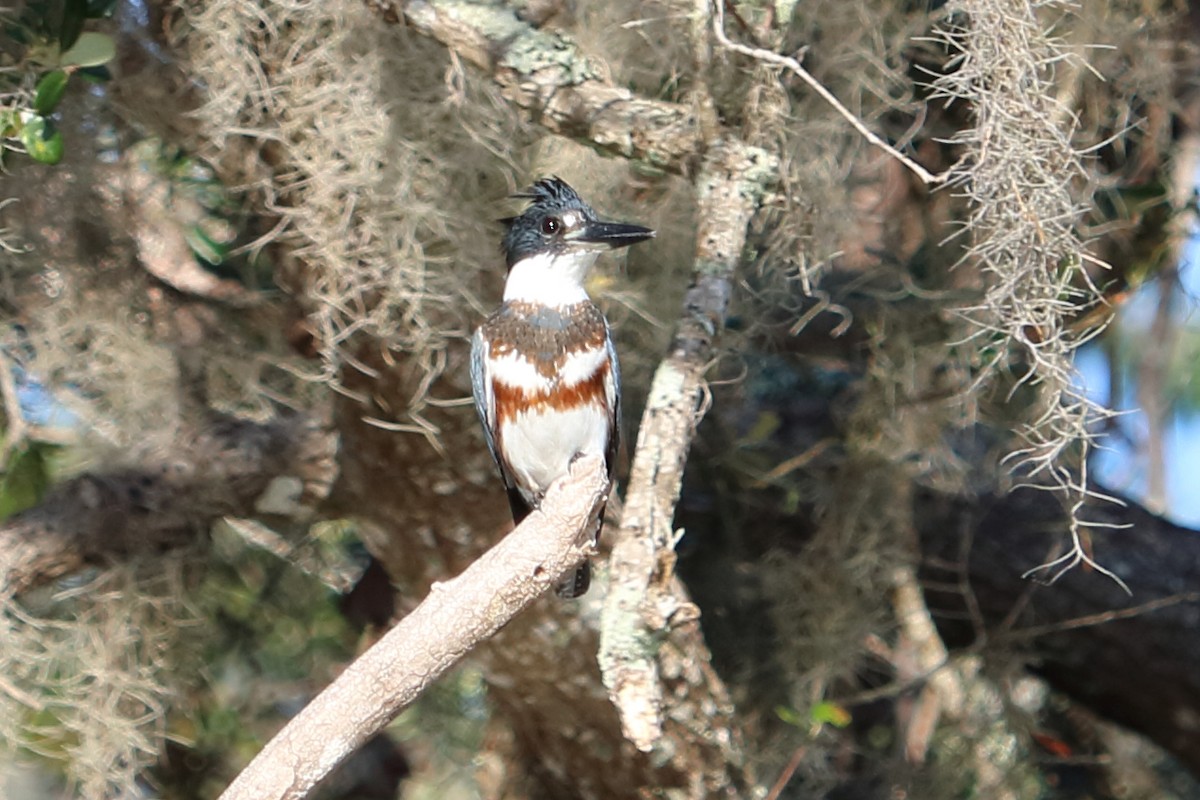 Belted Kingfisher - ML77320291