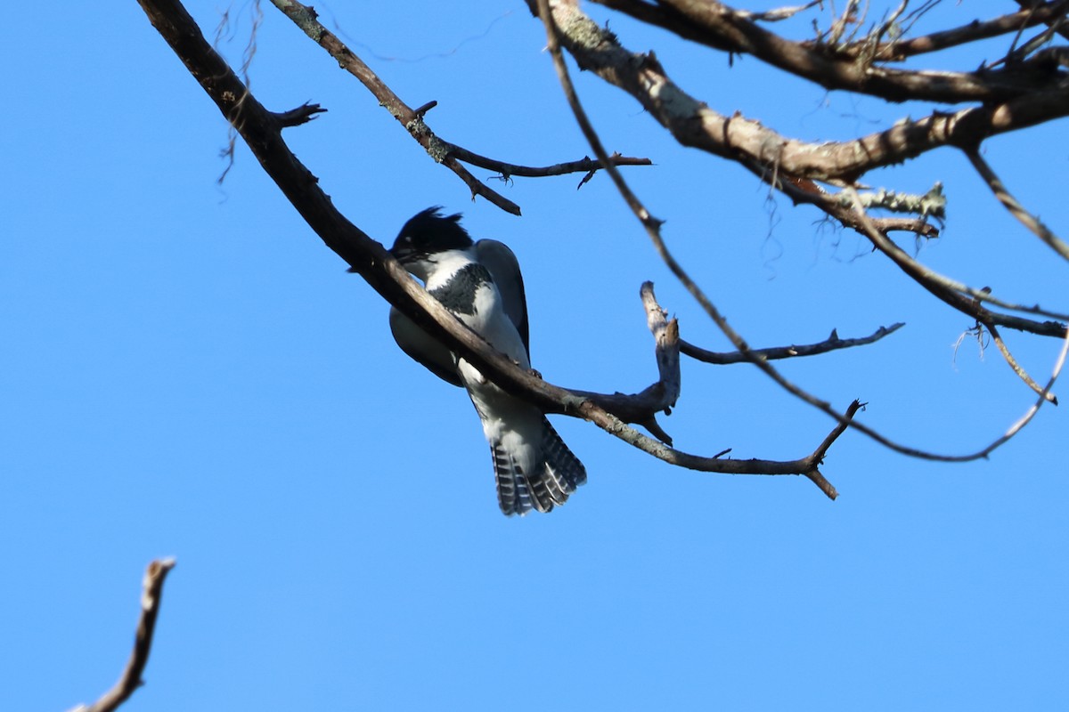 Belted Kingfisher - ML77320811