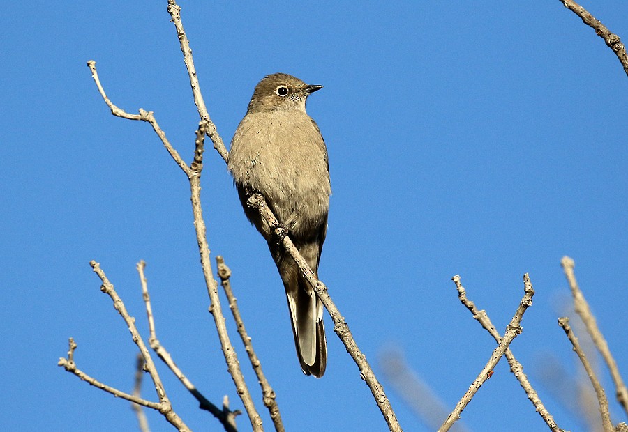 Townsend's Solitaire - Alan Versaw