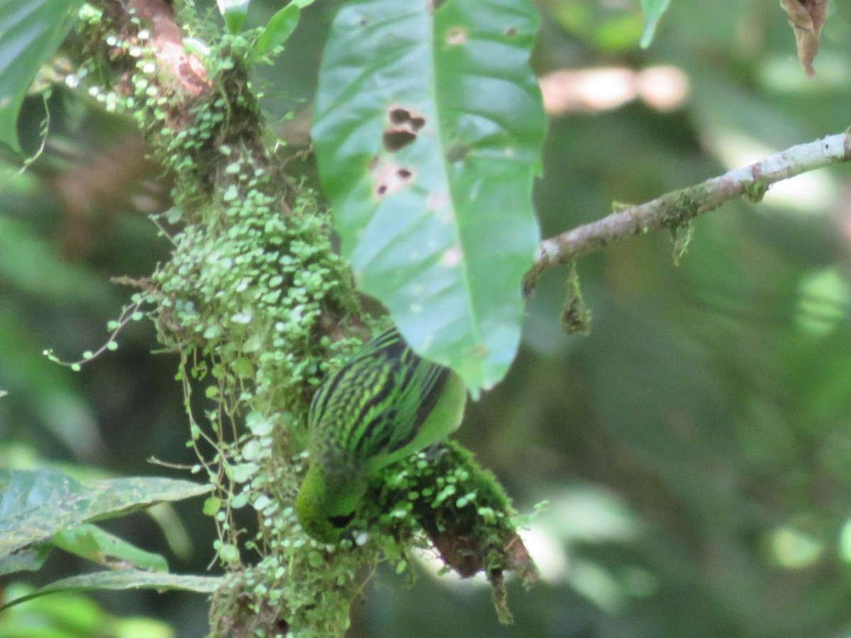 Emerald Tanager - ML77322341