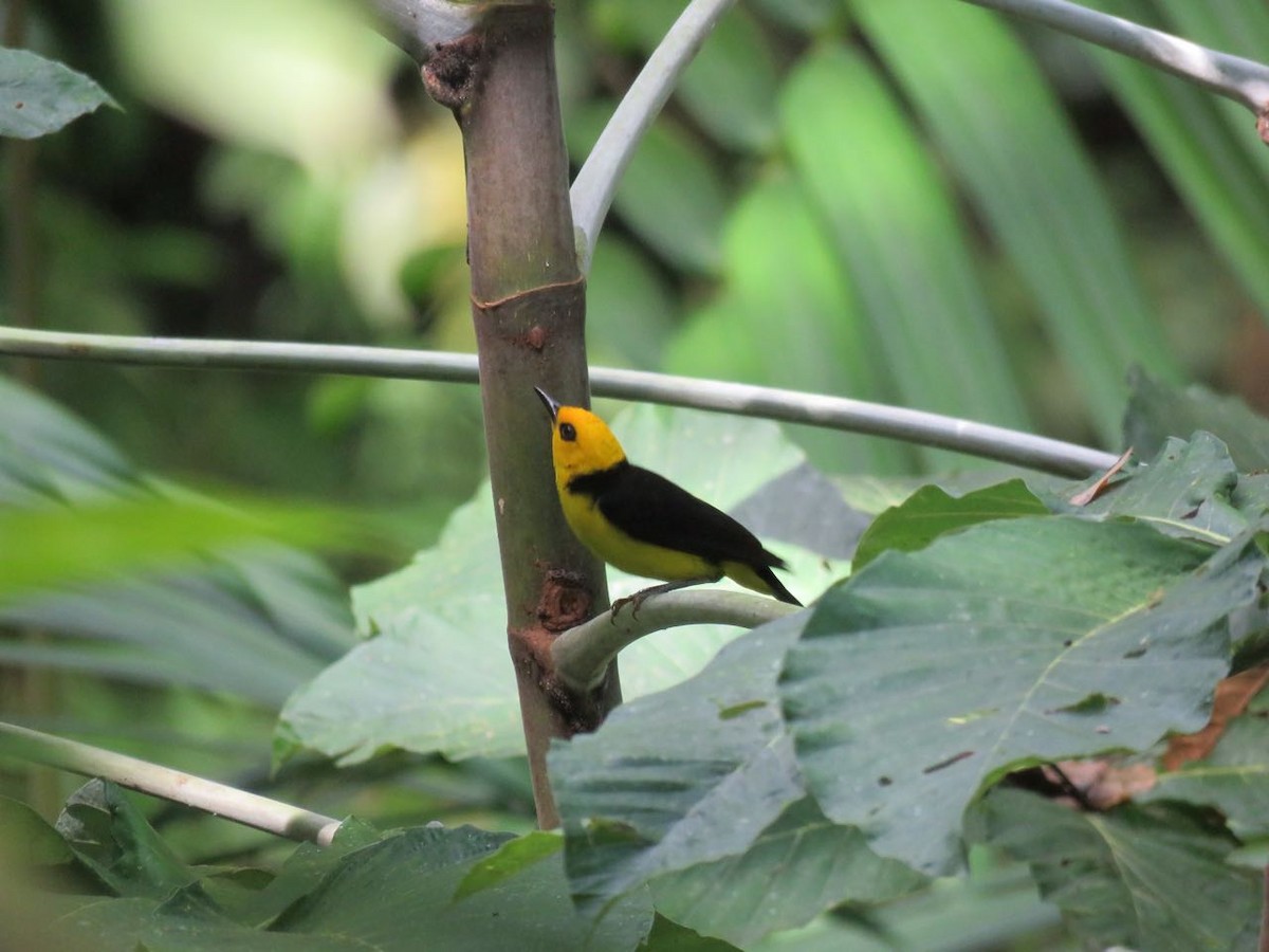 Black-and-yellow Tanager - ML77322371