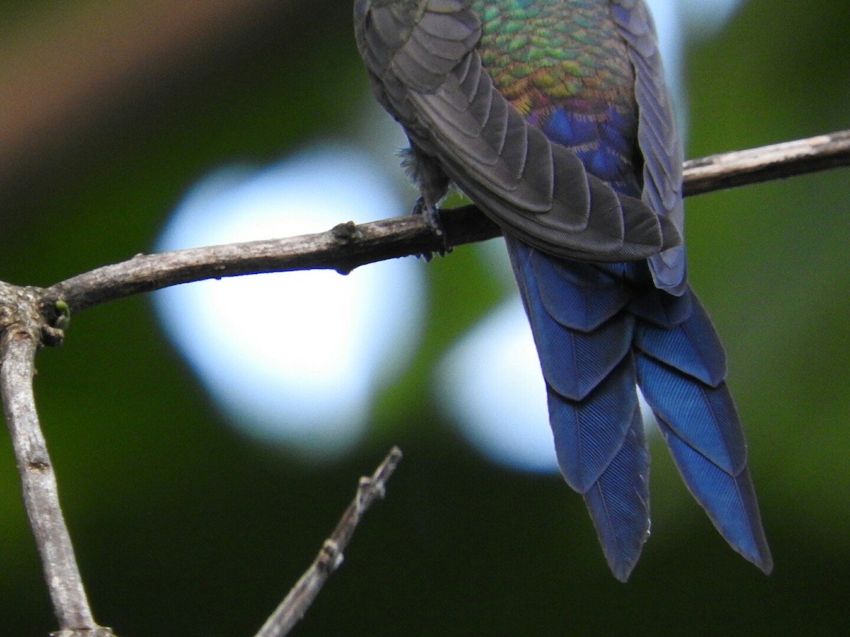 Swallow-tailed Hummingbird - Enrique Chiurla