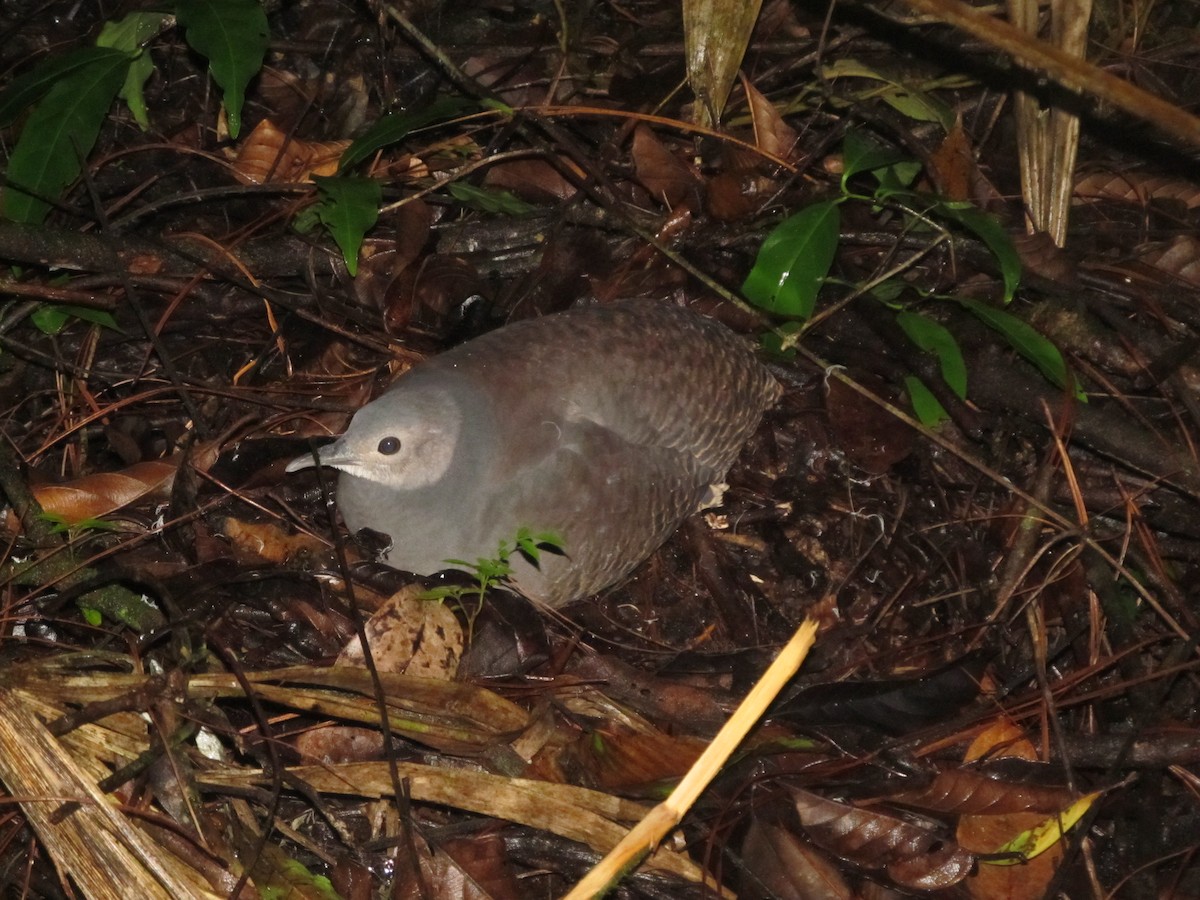 Slaty-breasted Tinamou - Anonymous