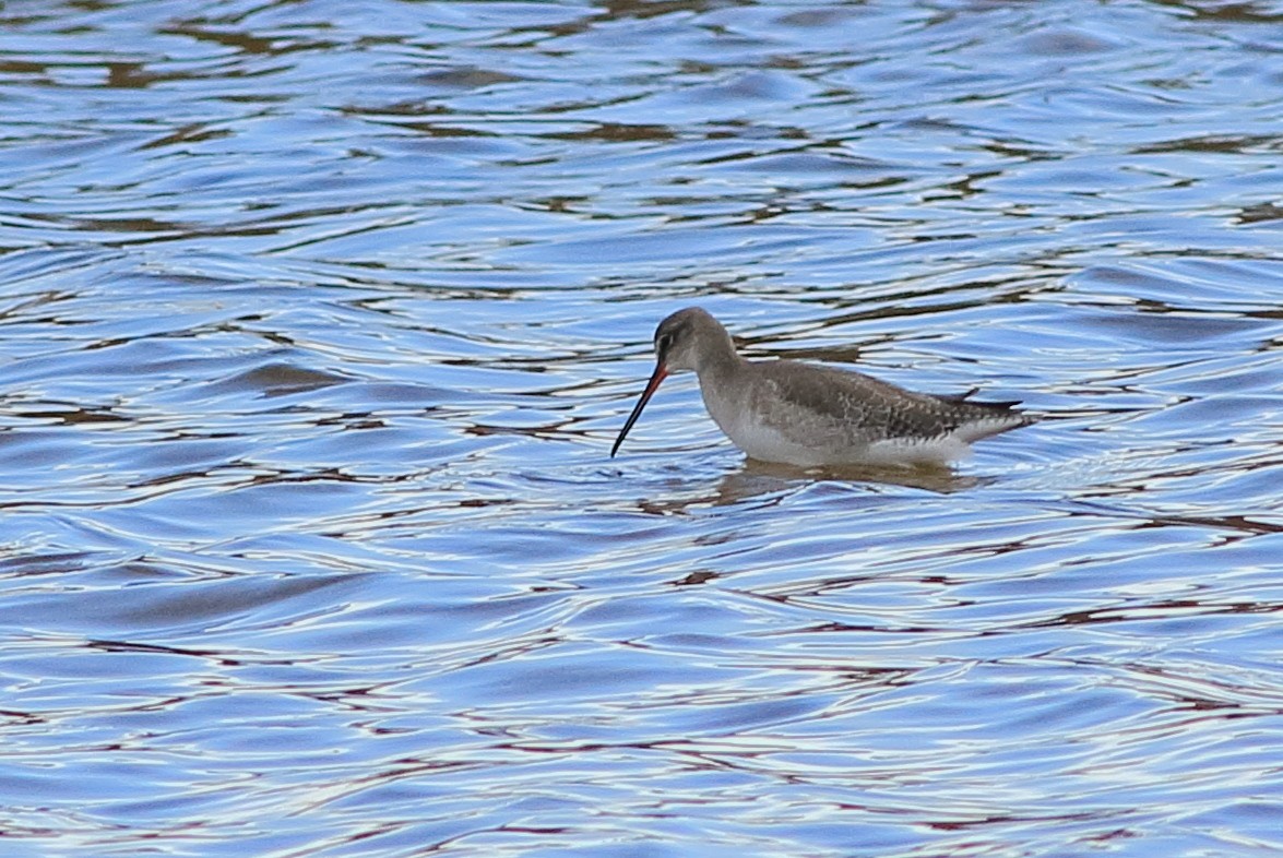 Spotted Redshank - ML77329661
