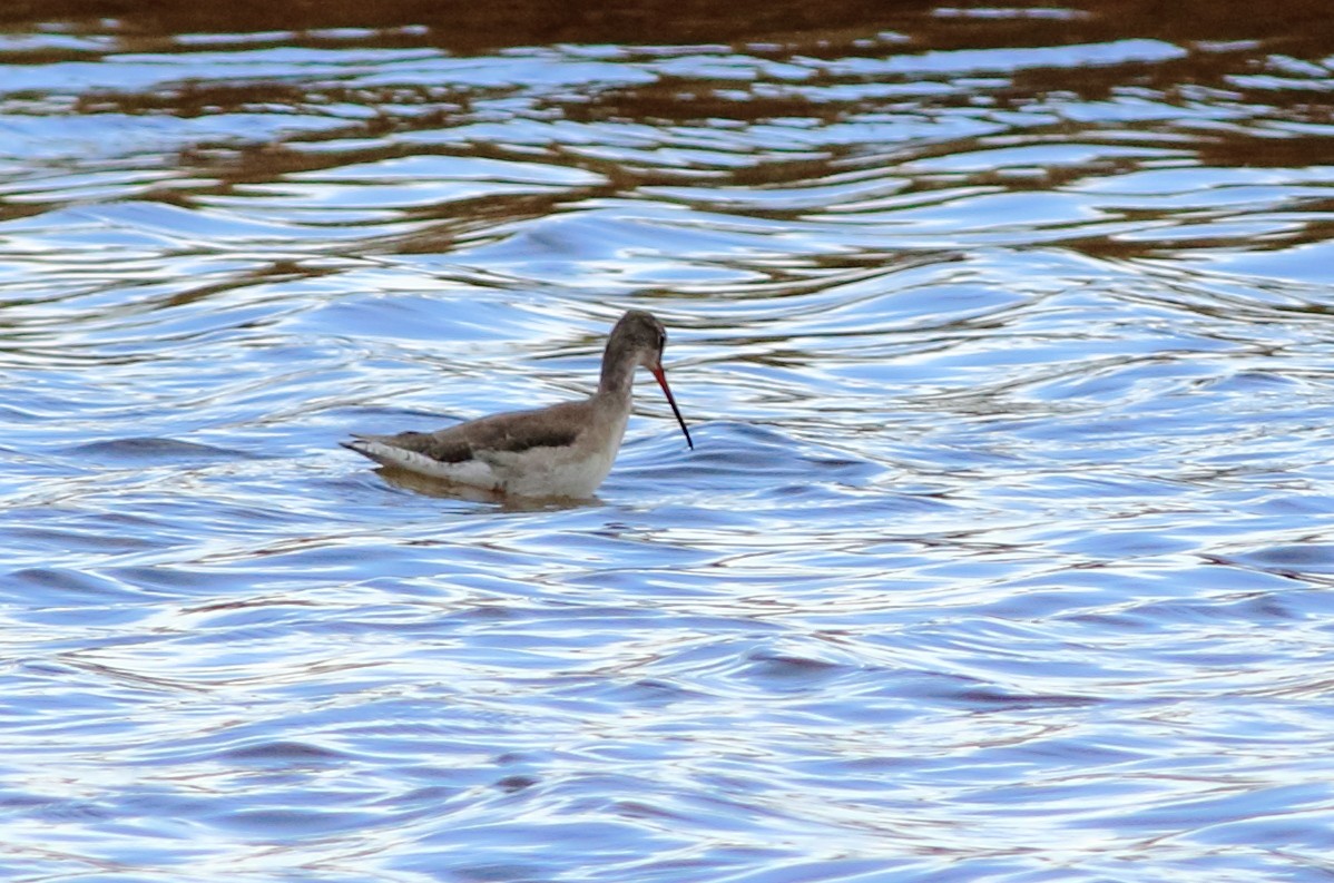 Spotted Redshank - ML77329671