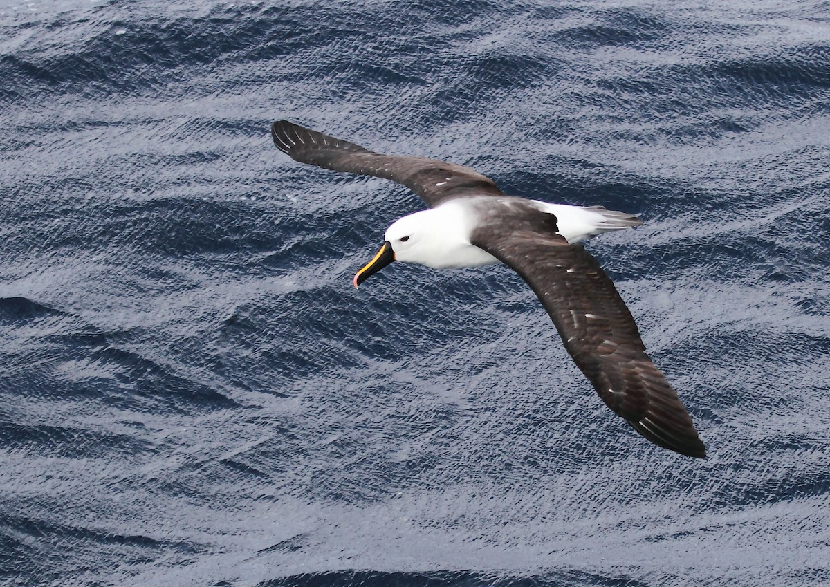 Indian Yellow-nosed Albatross - Michael Rutkowski