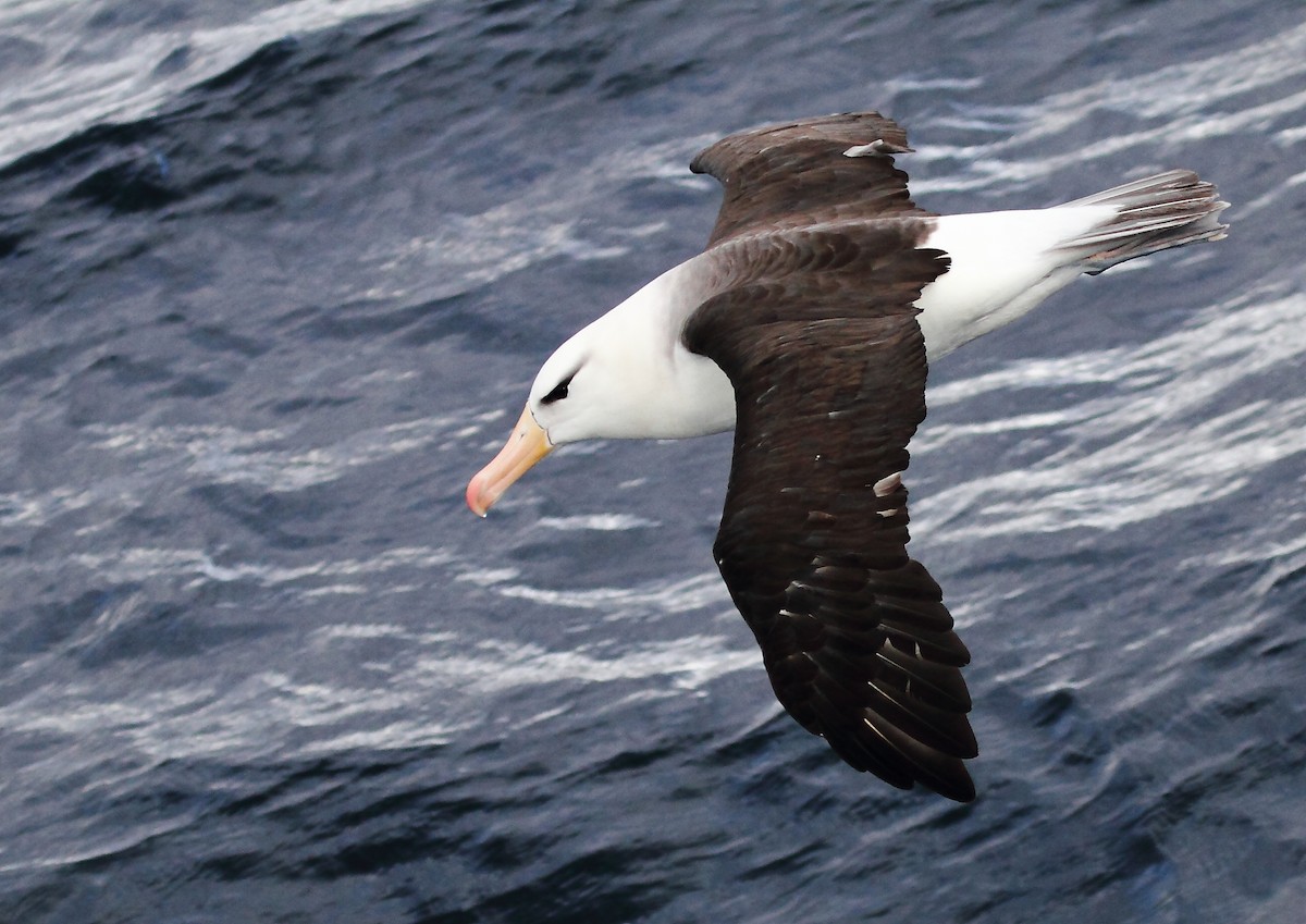 Black-browed Albatross - Michael Rutkowski