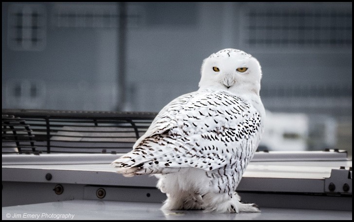Snowy Owl - Jim Emery