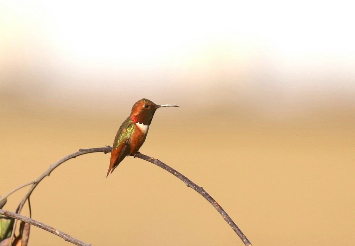 Allen's Hummingbird - Blair Bernson