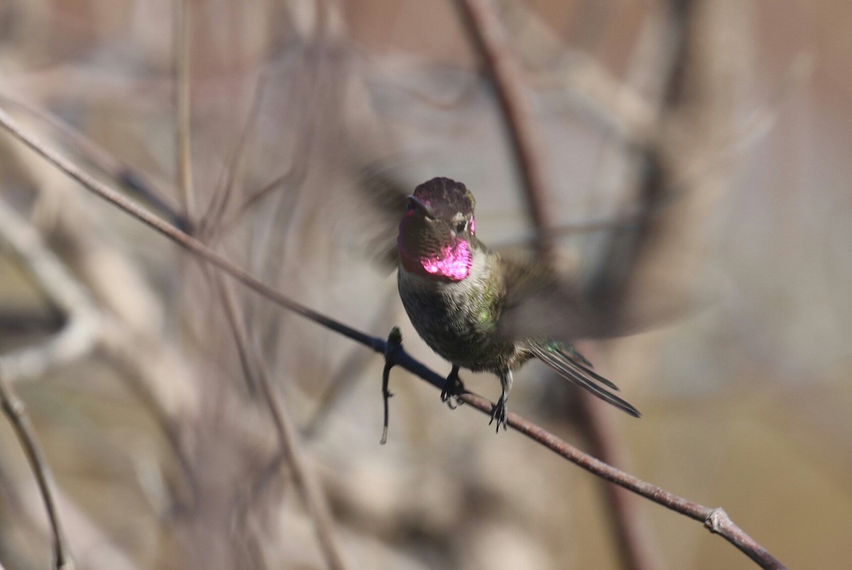 Anna's Hummingbird - ML77333641