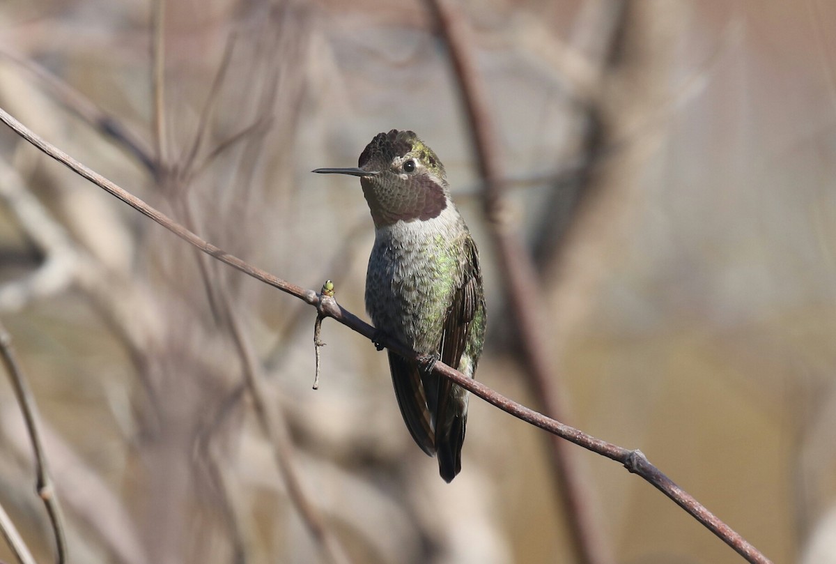 Anna's Hummingbird - ML77333711