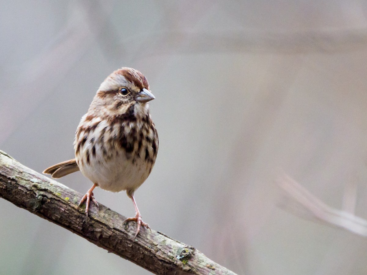 Song Sparrow - Steve Rushing