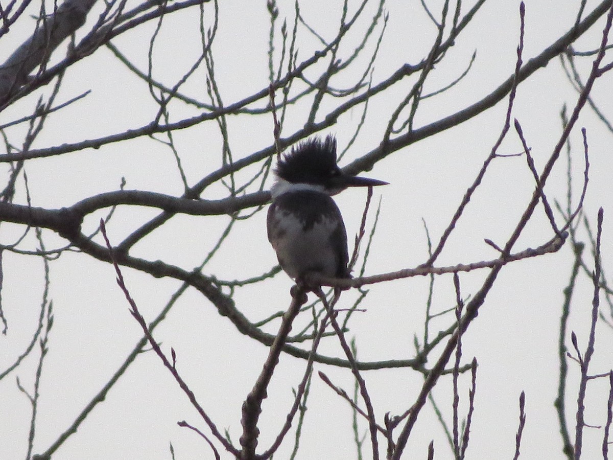 Belted Kingfisher - ML77336951