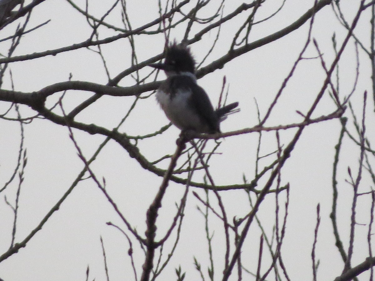 Belted Kingfisher - ML77337031