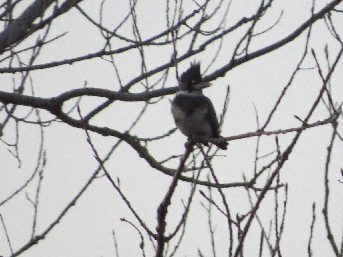 Belted Kingfisher - ML77337041