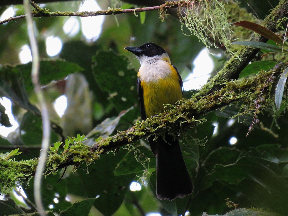 White-throated Shrike-Tanager - ML77338651