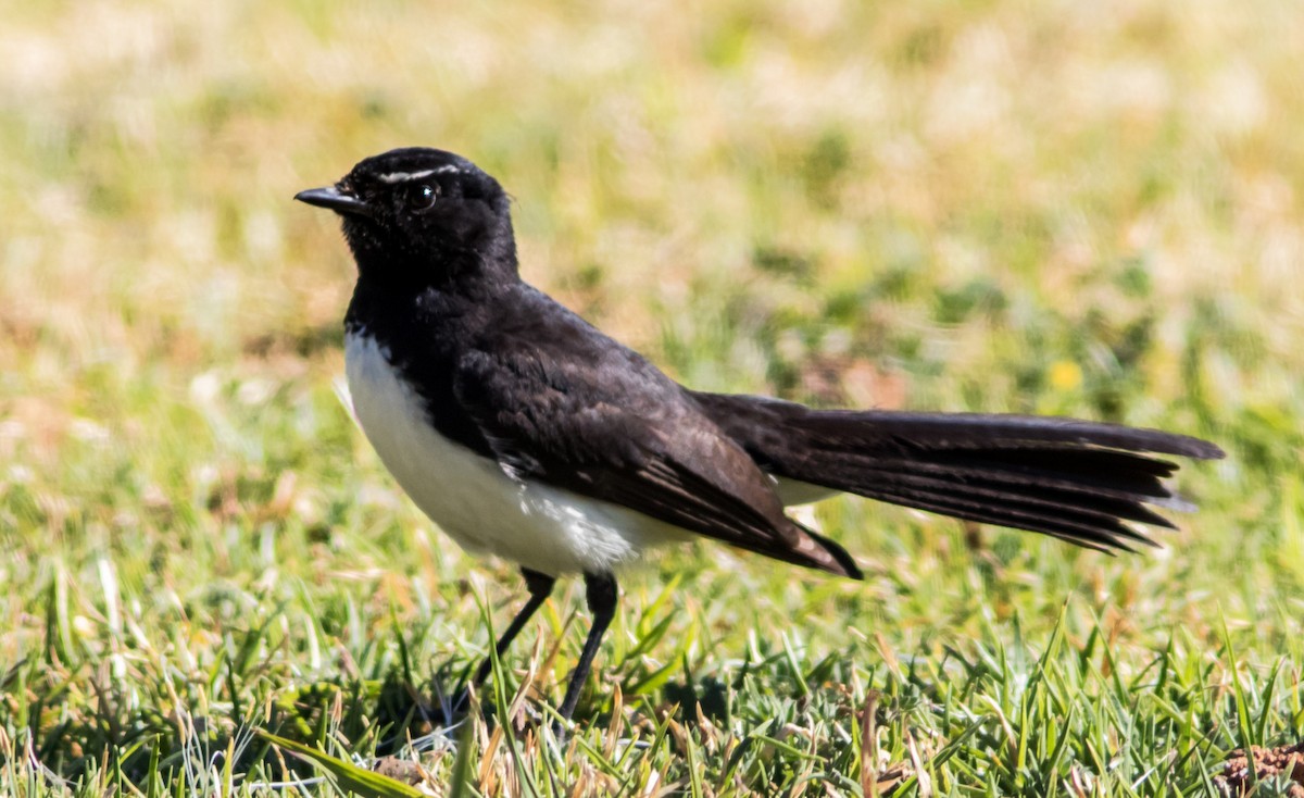 Willie-wagtail - Jeff Todoroff