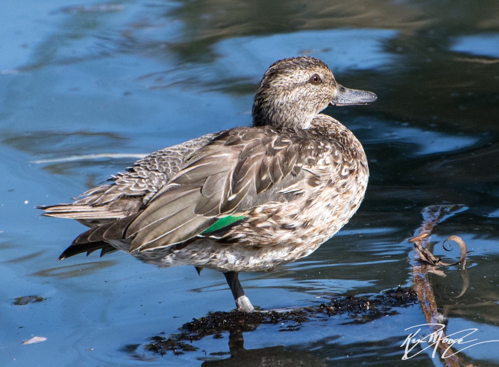 Green-winged Teal - ML77340501