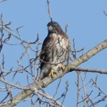 Red-tailed Hawk - ML77343791