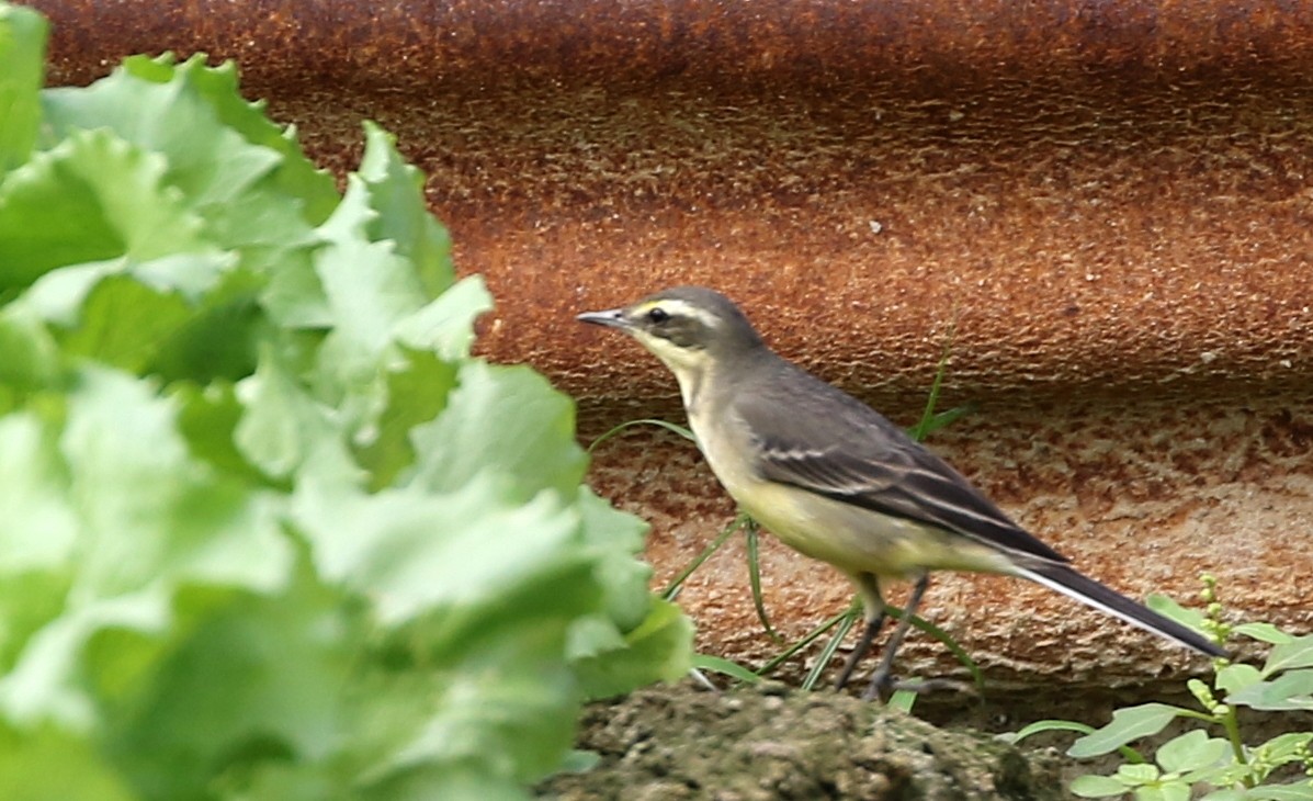 Eastern Yellow Wagtail - Mike Fung