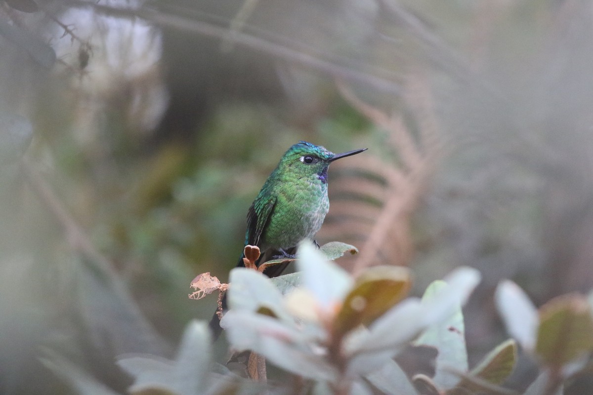 Long-tailed Sylph - ML77347511