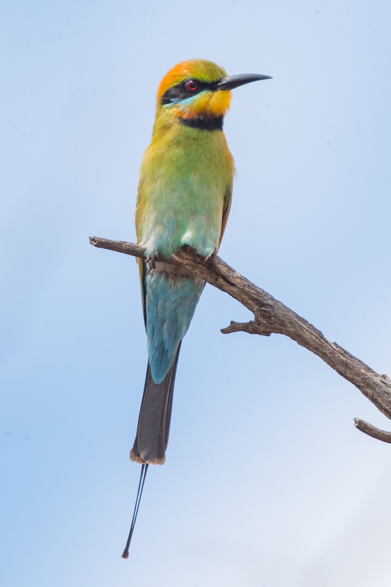 Rainbow Bee-eater - Brendan Klick