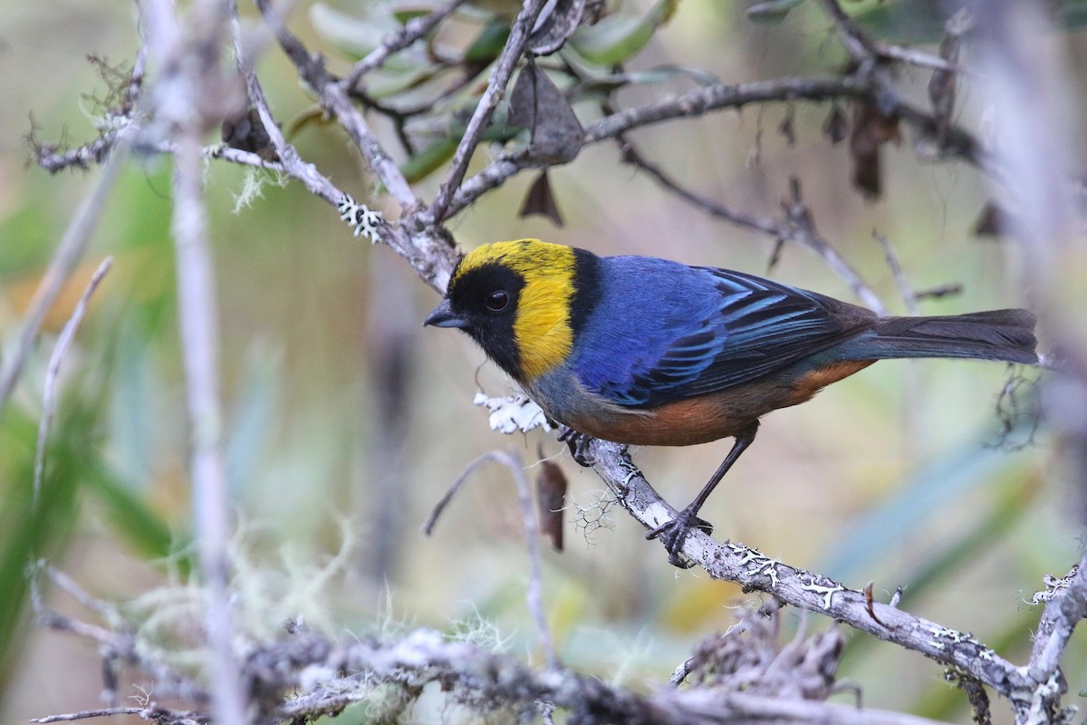 Golden-collared Tanager - Eric Heisey