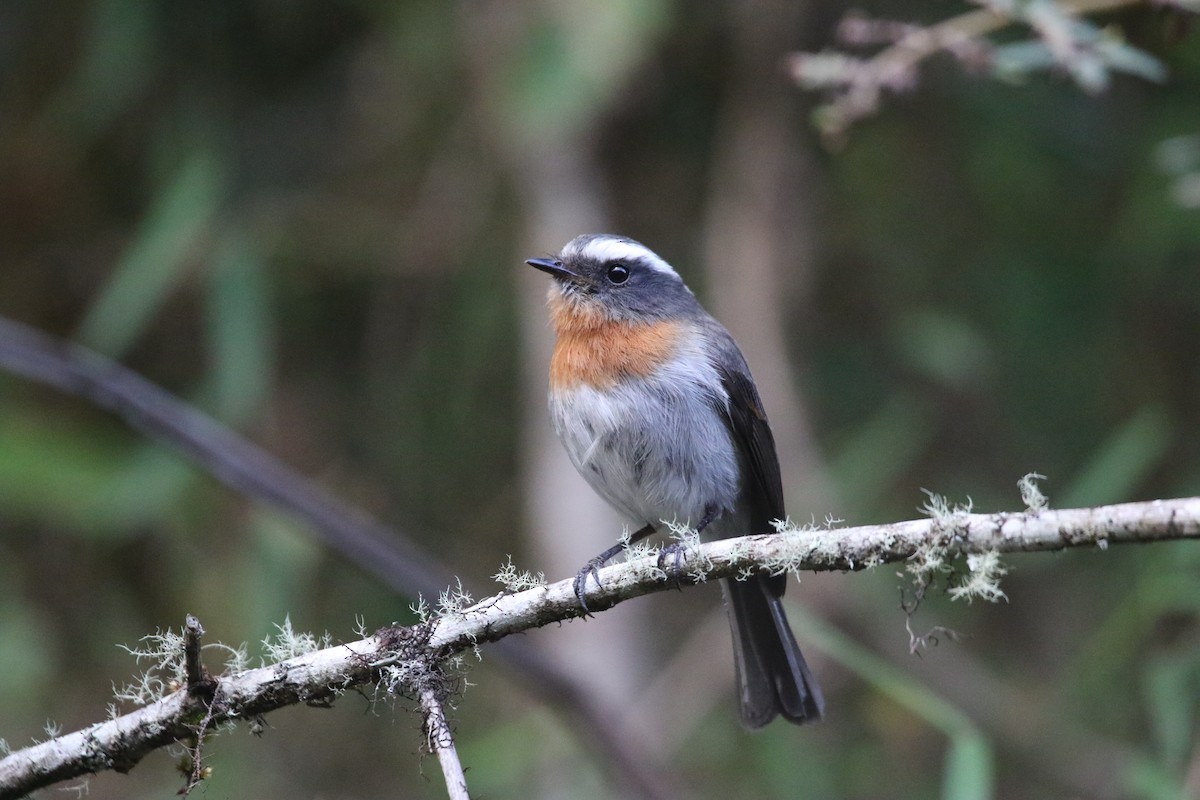 Rufous-breasted Chat-Tyrant - ML77352061