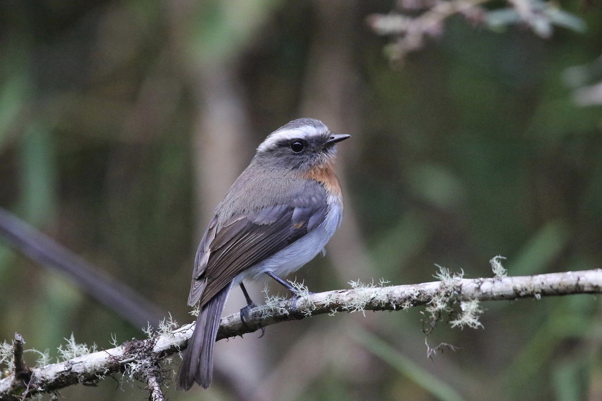 Rufous-breasted Chat-Tyrant - ML77352101
