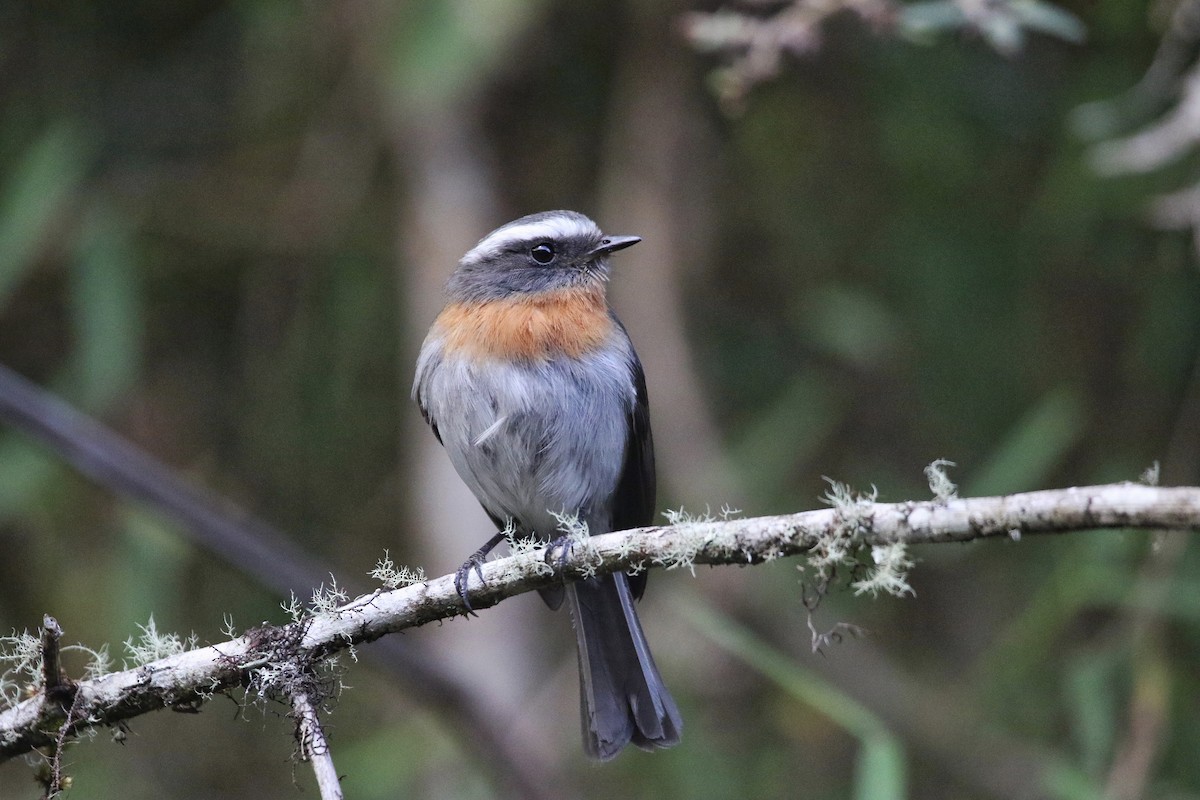 Rufous-breasted Chat-Tyrant - ML77352121