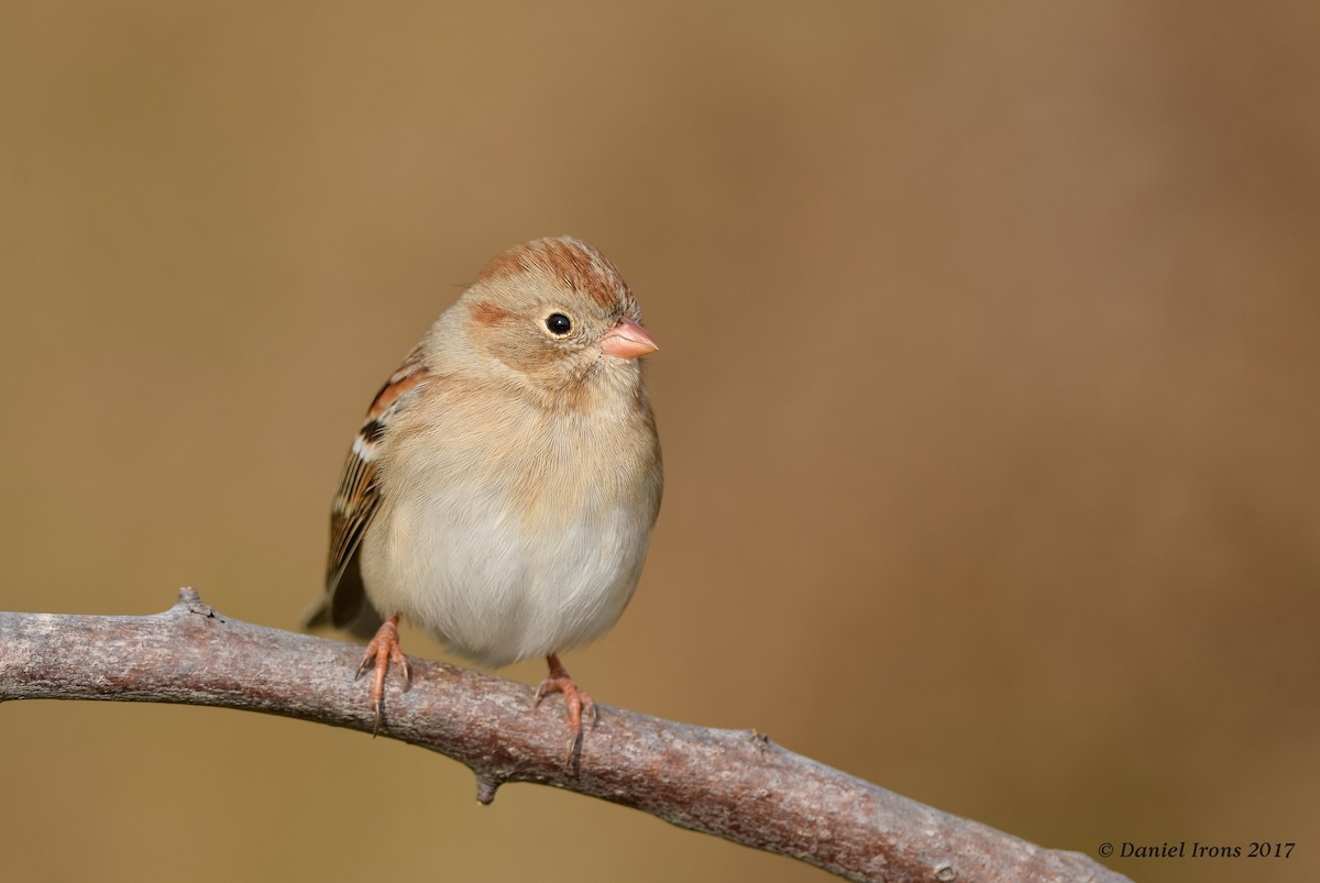 Field Sparrow - Daniel Irons