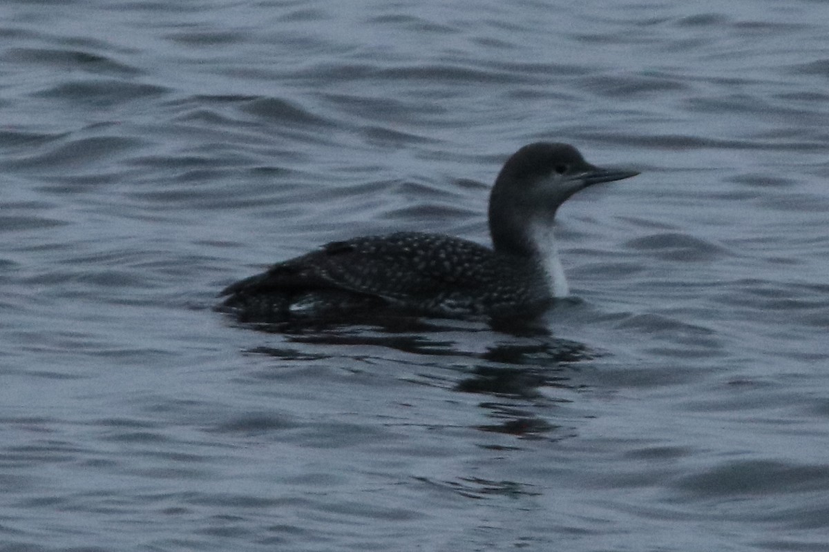 Red-throated Loon - Walter Thorne