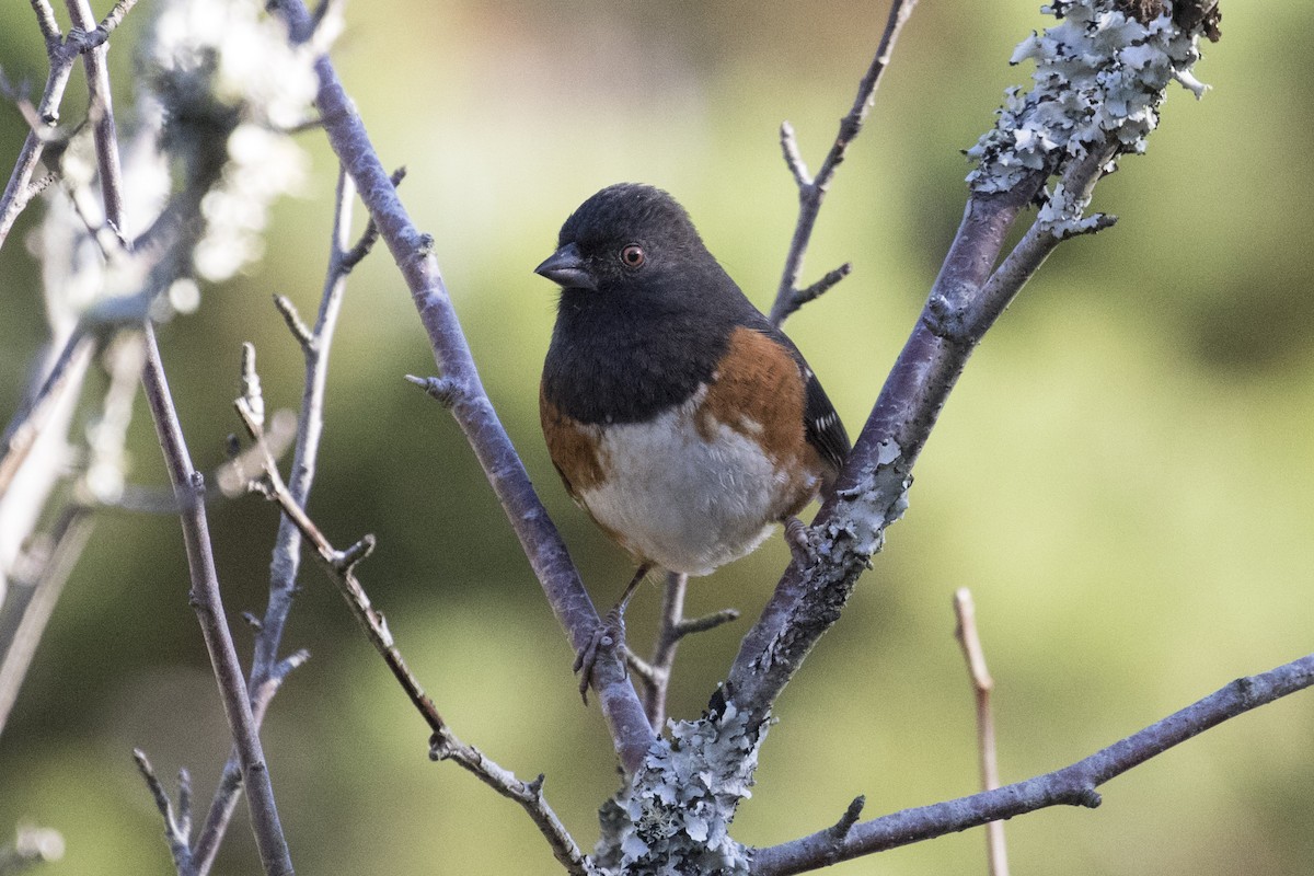 Spotted Towhee - ML77360051