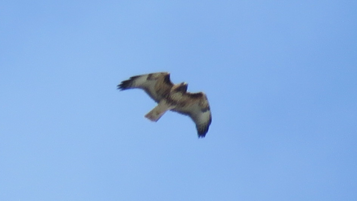 Red-tailed Hawk - ML77360271