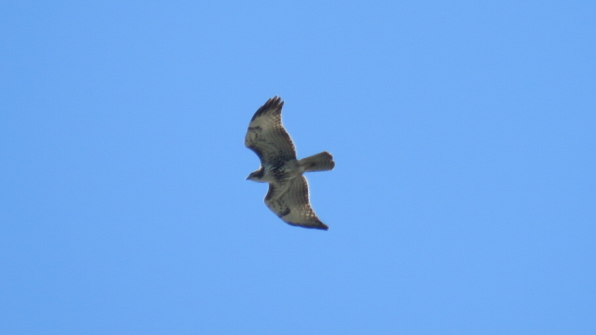 Red-tailed Hawk - ML77360281