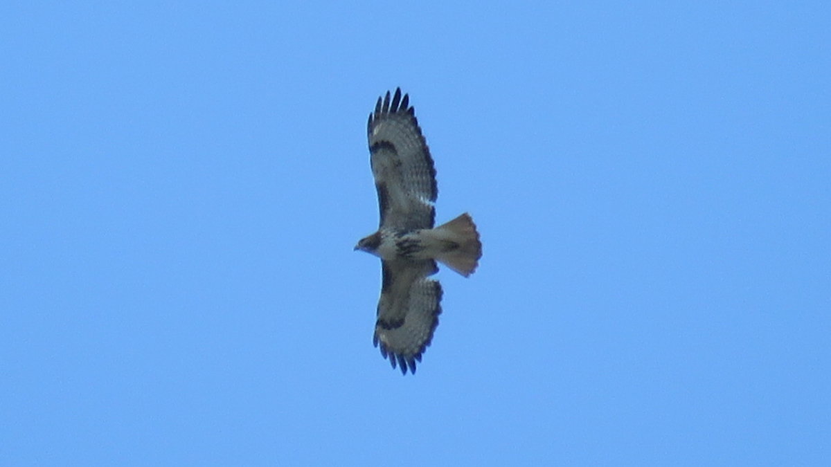 Red-tailed Hawk - ML77360291