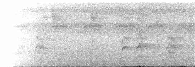 Коронованная которра (peruviana/dilutissima) - ML77360331