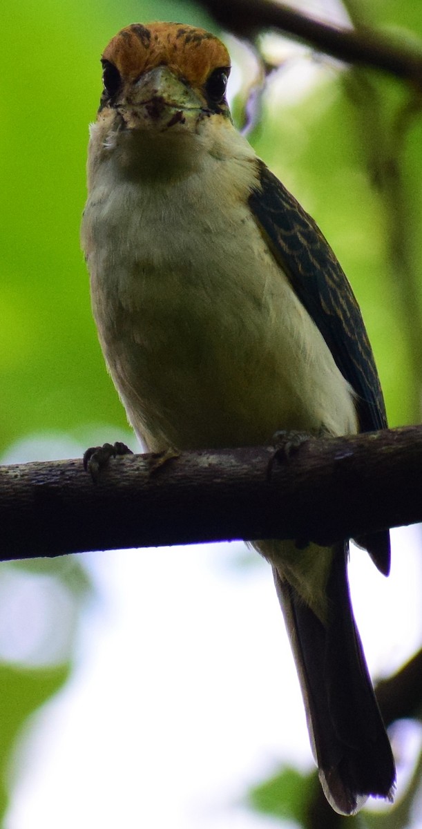 Palau Kingfisher - ML77360921