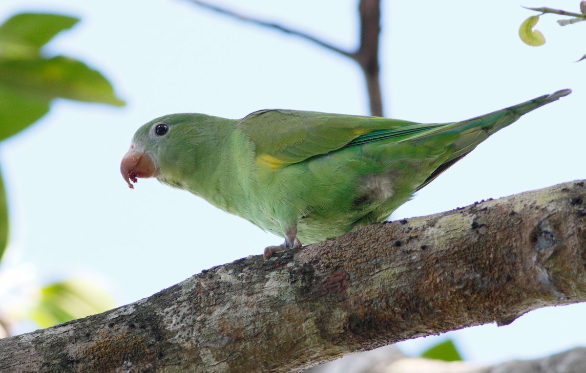 Yellow-chevroned Parakeet - Mark Berney