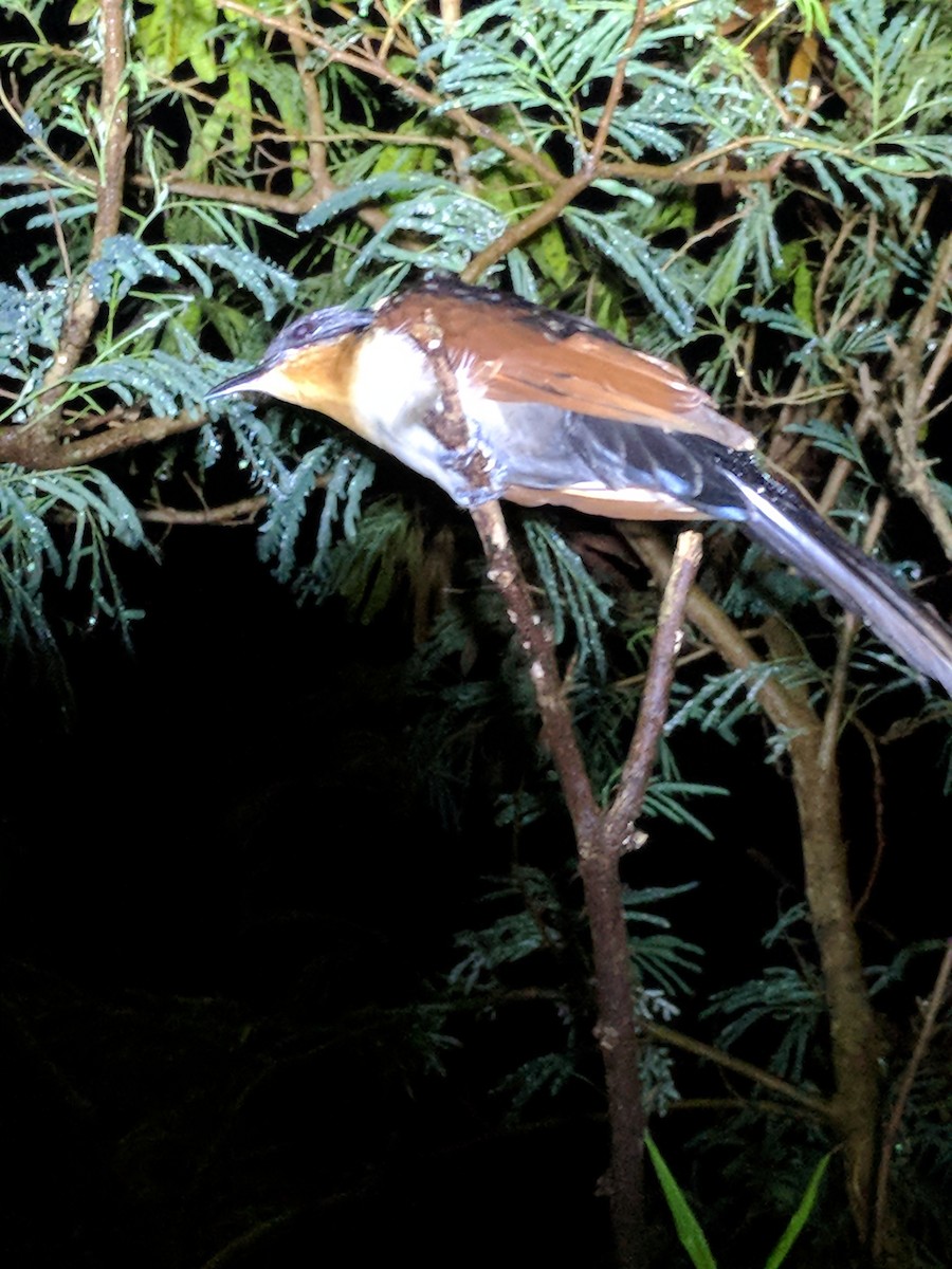 Chestnut-winged Cuckoo - ML77361161