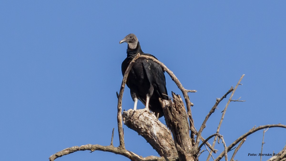 Black Vulture - Hernán Rojo