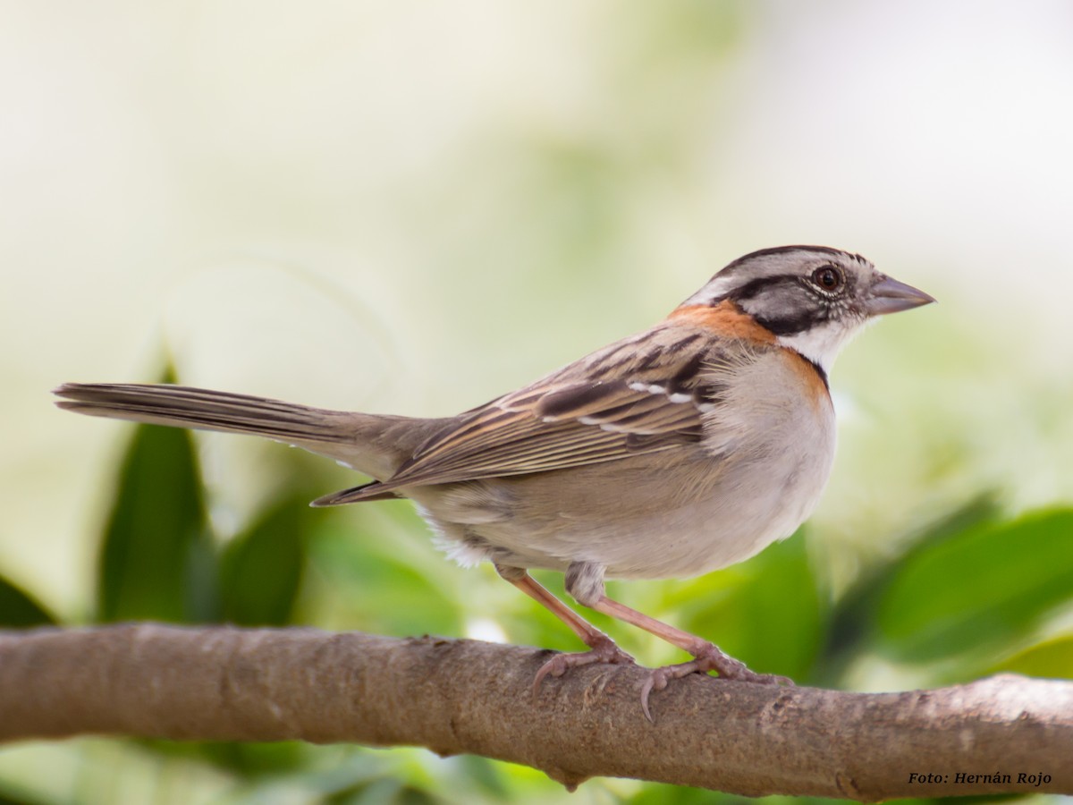 Rufous-collared Sparrow - Hernán Rojo
